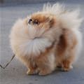 funny dog 3