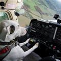 funny dog 2