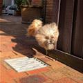 funny dog 1