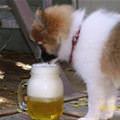 funny dog 5