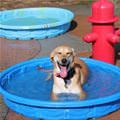 funny dog 2