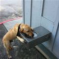 funny dog 5