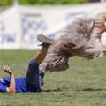 funny dog 3