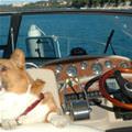 funny dog 5