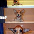 funny dog 5