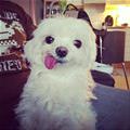 funny dog 5