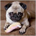 funny dog 1