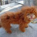 funny dog 3