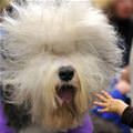 funny dog 5
