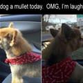 funny dog 5