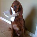 funny dog 4