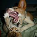 funny dog 4