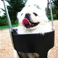 funny dog 4