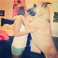 funny dog 5