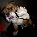 funny dog 1