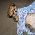 funny dog 5