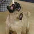 funny dog 4