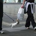 funny dog 4