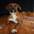 funny dog 3