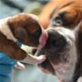 funny dog 1