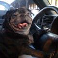 funny dog 1