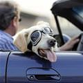 funny dog 3