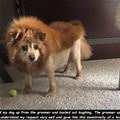 funny dog 5