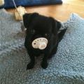 funny dog 1