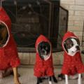 funny dog 1