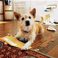 funny dog 1