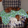 funny dog 4