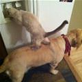 funny dog 3