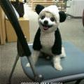 funny dog 5