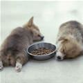funny dog 3