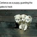 funny dog 4