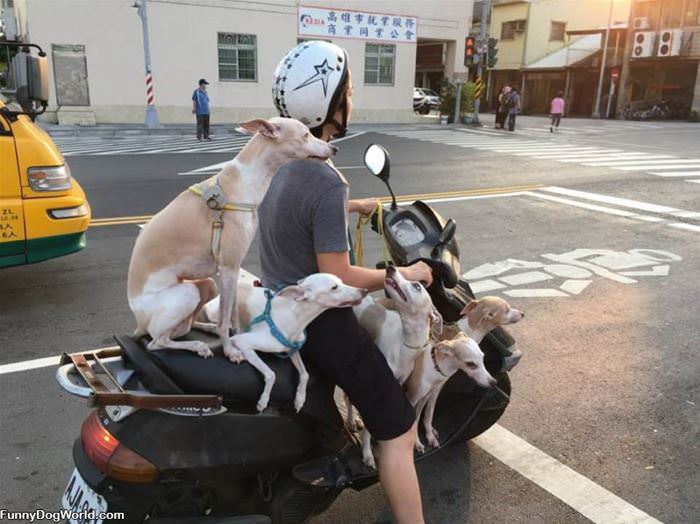 Guy Traveling With His Dogs