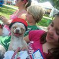 funny dog 4