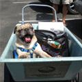 funny dog 1