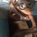 funny dog 2