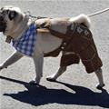 funny dog 1