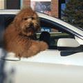 funny dog 4