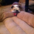 funny dog 4