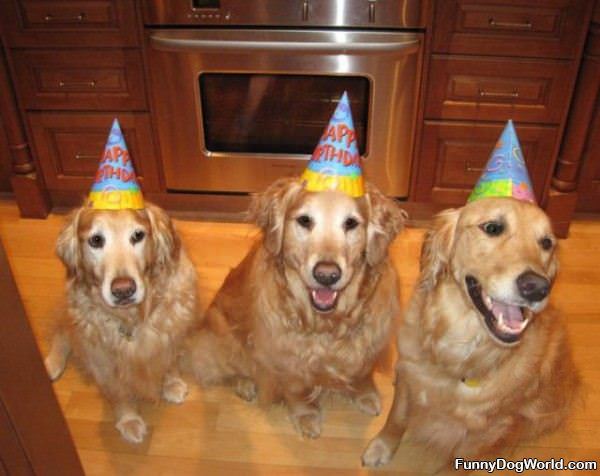 Happy Birthday Party Dogs