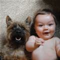 funny dog 4