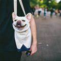 funny dog 5