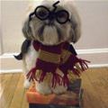 funny dog 1