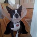 funny dog 3