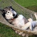 funny dog 1