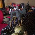 funny dog 5