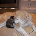 funny dog 4